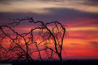 Nach Sonnenuntergang auf der Hoge Veluwe