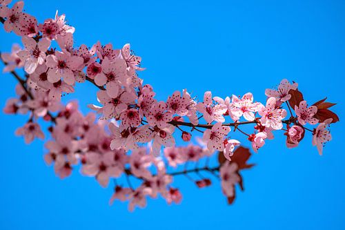 Delicate bloesems in de lentelucht