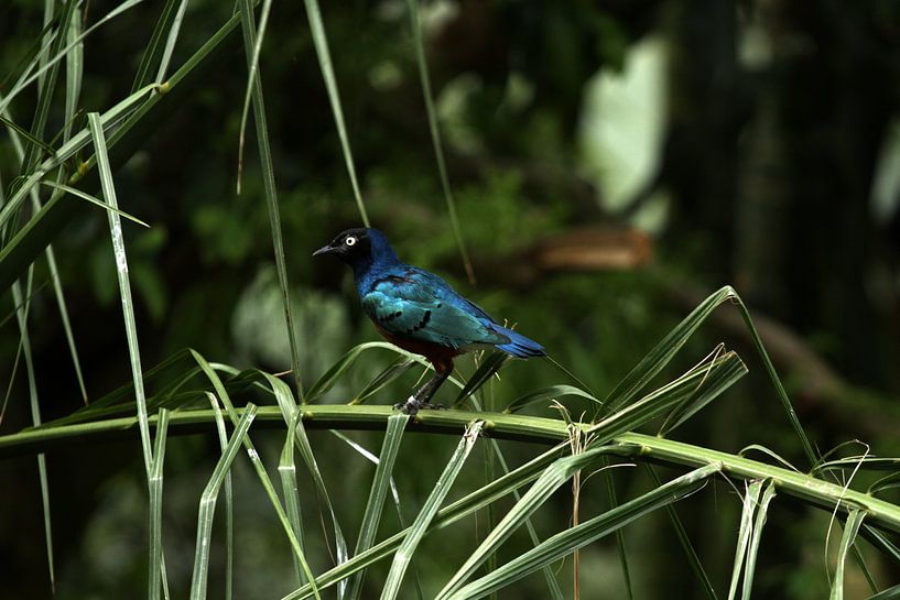 Unknown bird by Sander Miedema