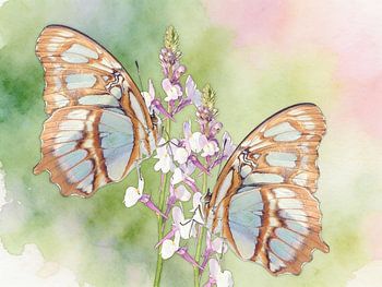 Exotische Falter - Siproeta stelenes