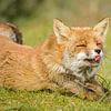 Fuchs ragt die Zunge heraus von Ans Bastiaanssen