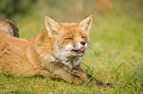 Fox sticks out tongue
