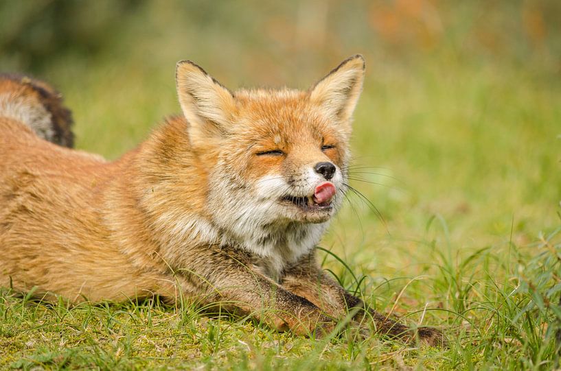 Fox sticks out tongue by Ans Bastiaanssen