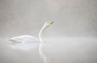 Swan in morning fog