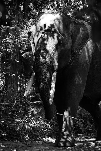 Asian elephant in forest shade in black and white