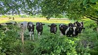 Curious Cows