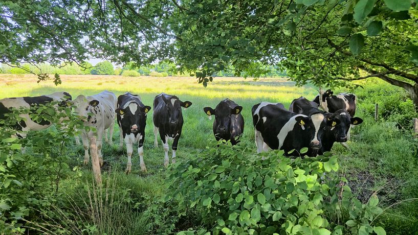 Curious Cows by Josina