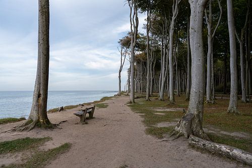 Ghost forest Nienhagen on the Baltic Sea, Baltic Sea coast, Mecklenburg-Western Pomerania, Germany
