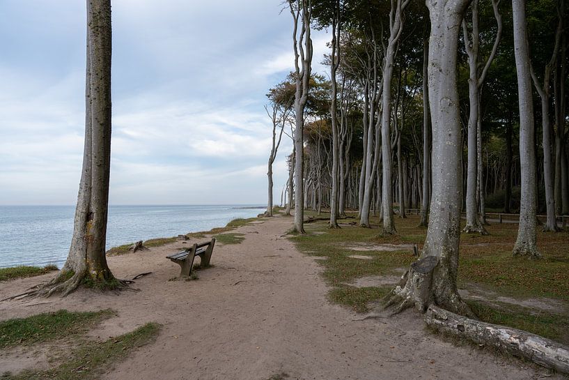 Ghost forest Nienhagen on the Baltic Sea, Baltic Sea coast, Mecklenburg-Western Pomerania, Germany by Thilo Wagner