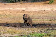 Elefant nimmt Schlammbad im Chobe-Nationalpark von Merijn Loch Miniaturansicht