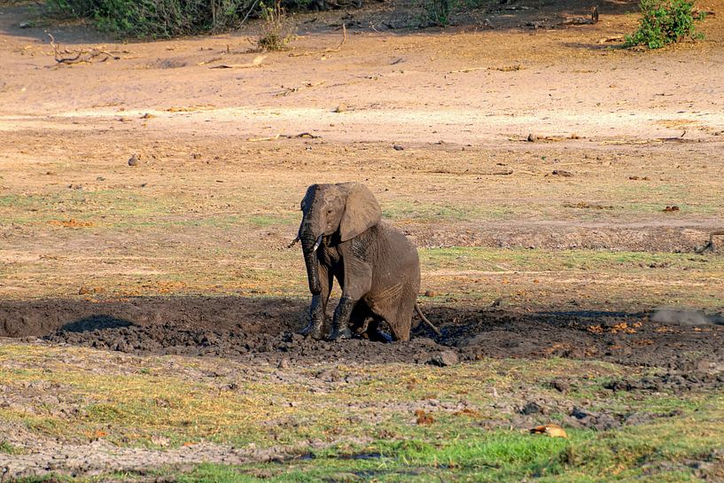 Elefant nimmt Schlammbad im Chobe-Nationalpark von Merijn Loch
