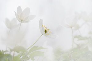 Buschwindröschen im Frühjahr von Ingrid Van Damme fotografie