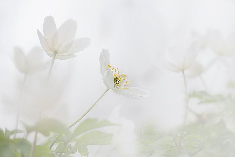 Anémone de bois au printemps par Ingrid Van Damme fotografie