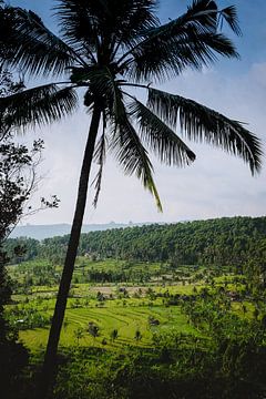 Palmboom in Bali van SomethingEllis