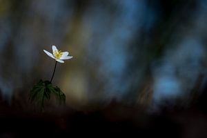 Wood Anemone in blue sur Erik Veldkamp