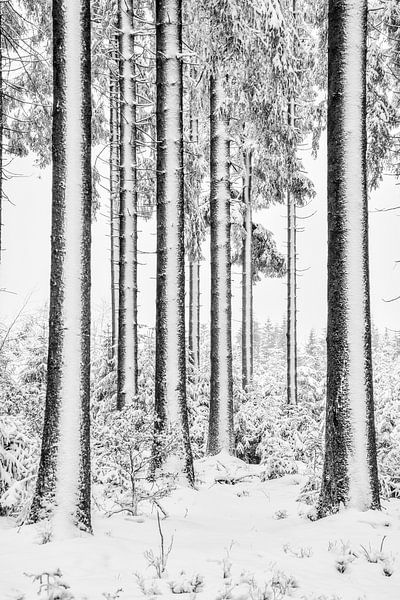 Sereniteit van ANNIK FAES