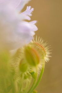 Macro Bouton de fleur un mélange de brun vert jaune et lilas sur Marianne van der Zee