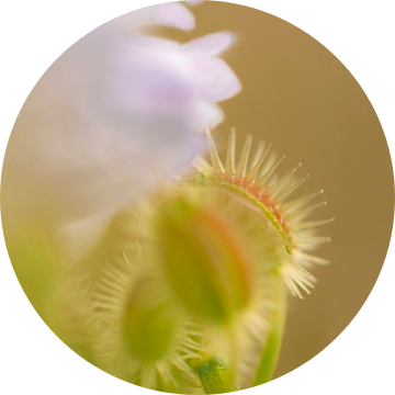 Macro Bloemknop een mengeling van bruin groen geel en lila