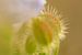 Macro Bouton de fleur un mélange de brun vert jaune et lilas sur Marianne van der Zee
