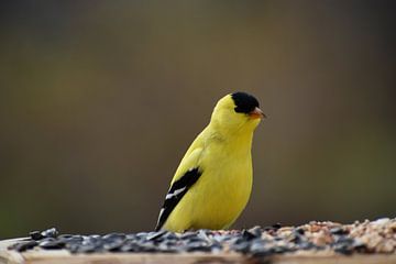 A goldfinch bird at the feeder by Claude Laprise
