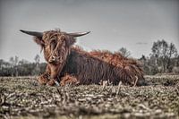 Schotse Hooglander
