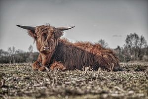 Schotse Hooglander van Sylvia Photography