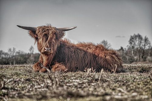 Scottish Highlander