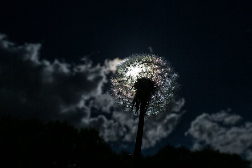 Paardenbloem in tegenlicht van Roel Bergsma