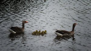 Familie Gans von Bert Seinstra