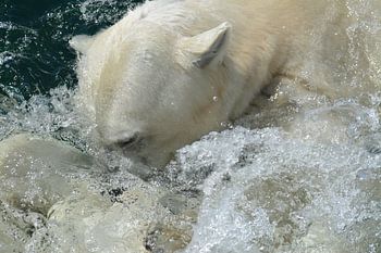 polar bear