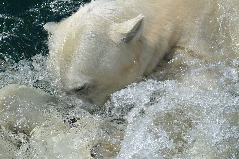 polar bear by Jennifer Menting