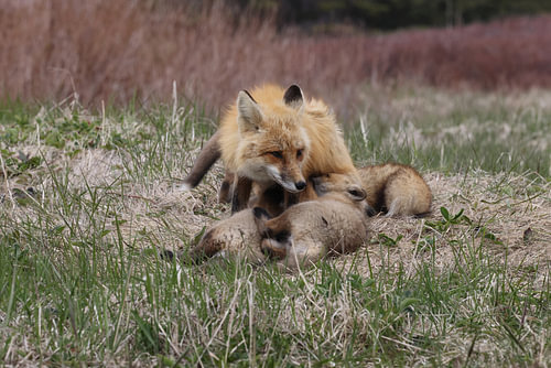 A red fox (Vulpes vulpes) nursing its young, Newfoundland, Canada.