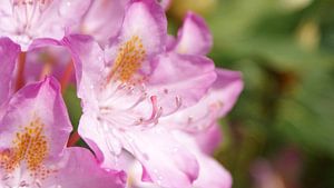 Pontischer Rhododendron