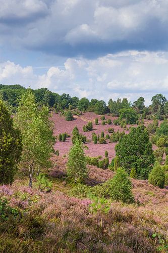 Heath landscape with heather blossom, Totengrund, Wilsede, Lüneburg Heath Nature Park, Lower Saxony,