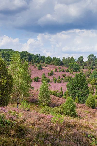 Paysage de bruyères en fleurs, Totengrund, Wilsede, Parc naturel de bruyères de Lunebourg, Basse-Sax par Torsten Krüger