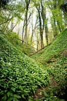 Spring in the Daschiefbos