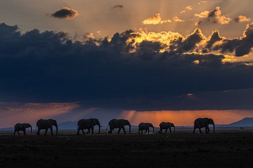 Éléphants au coucher du soleil sur Andius Teijgeler