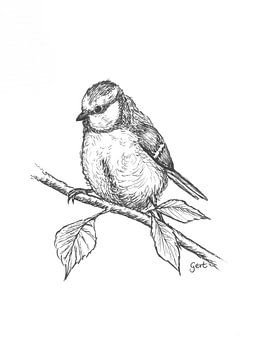 Pimpelmees - zwart-wit tekening van Gert van de Meeberg