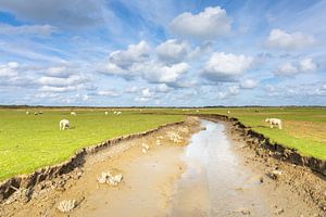 Moutons sur un marais salé sur Anja Brouwer Fotografie