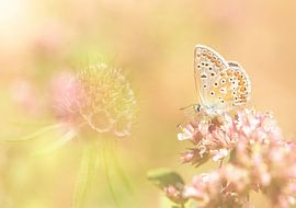 Butterfly on a flower in a warm summer by Esther de Bruijn