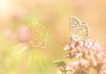 Vlinder op een bloem in een warme zomer van Esther de Bruijn