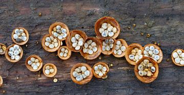 Champignon jaune nidifiant sur bois mort sur Marcel Klootwijk