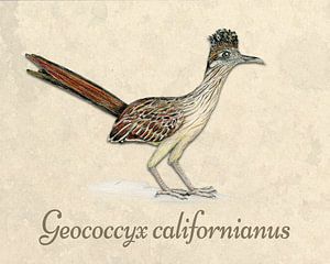 Illustration de Grand Géocoucou