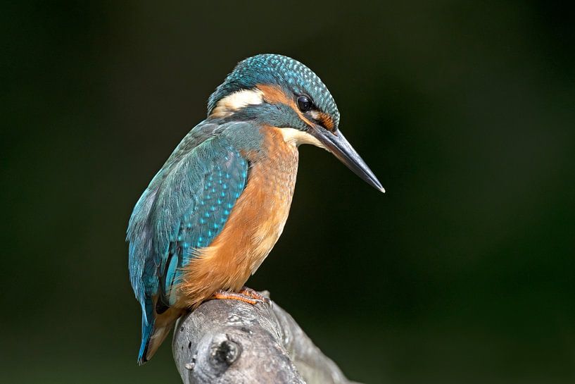 Kingfisher by Dirk Claes