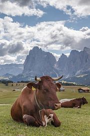 Cows in a green alpine meadow by Menno Schaefer