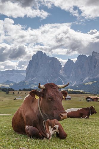 Cows in a green alpine meadow
