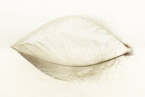 The Unbearable Lightness of Seeing