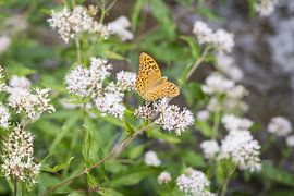 Schmetterling, Kroatien von Veerle Sondagh