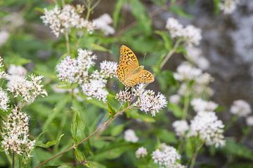 Schmetterling, Kroatien von Veerle Sondagh