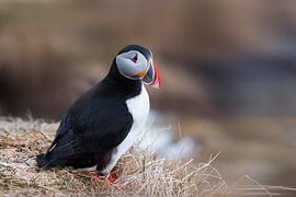 Colourful puffin in Iceland by Leon Brouwer